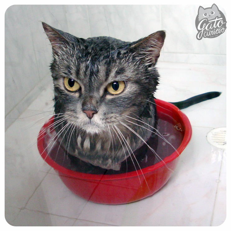 ¿Como bañar a tu Gato Curioso?