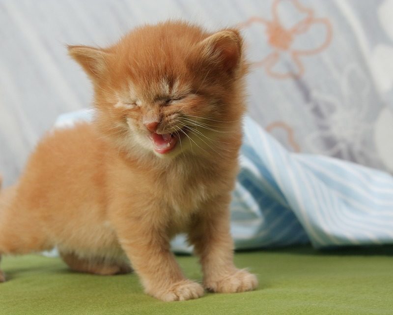 ¿Porqué los gatos hablan?