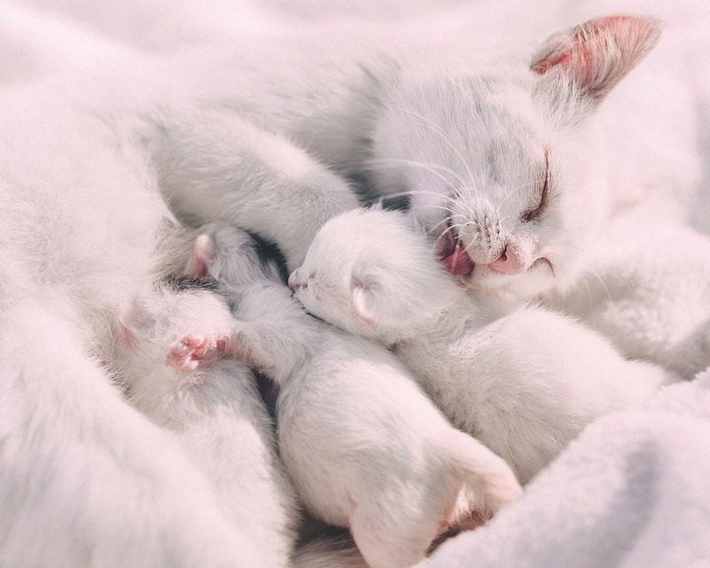 ¿PORQUE LOS GATOS AMASAN?