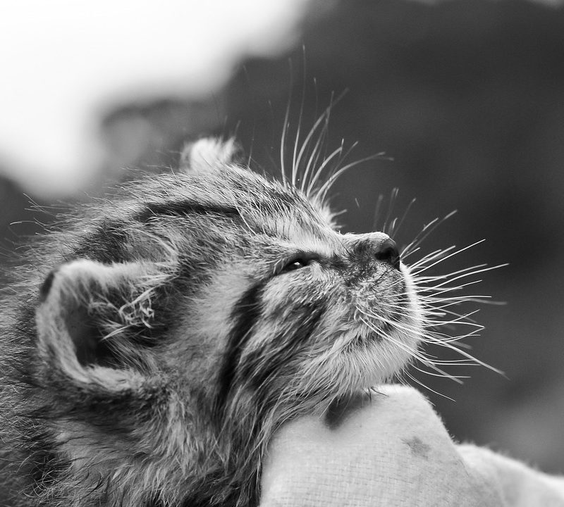 ¿Por qué ronronean los gatos?