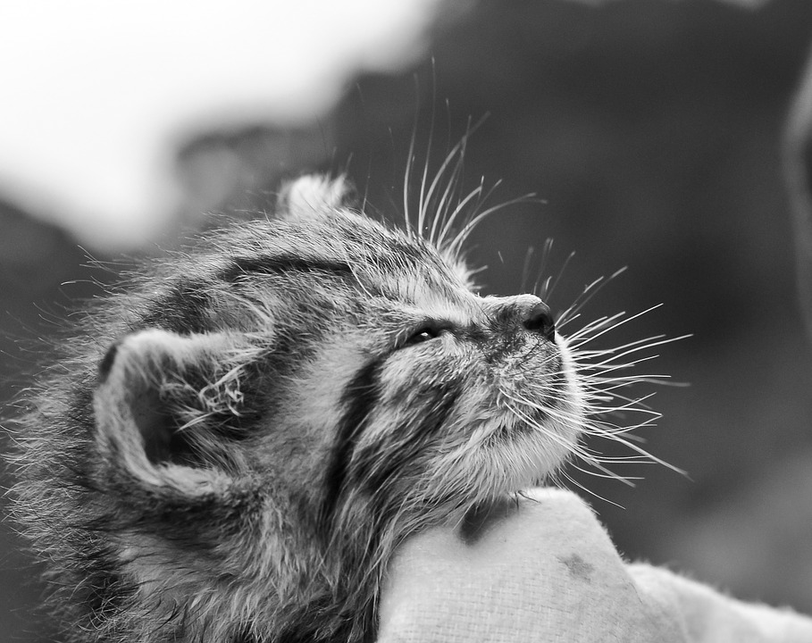 Por Qué ronronean los gatos