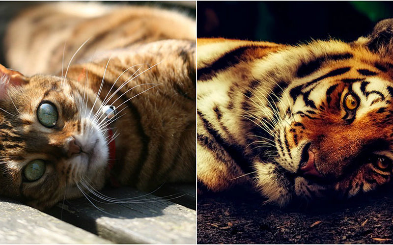 Gatos que parecen tigres