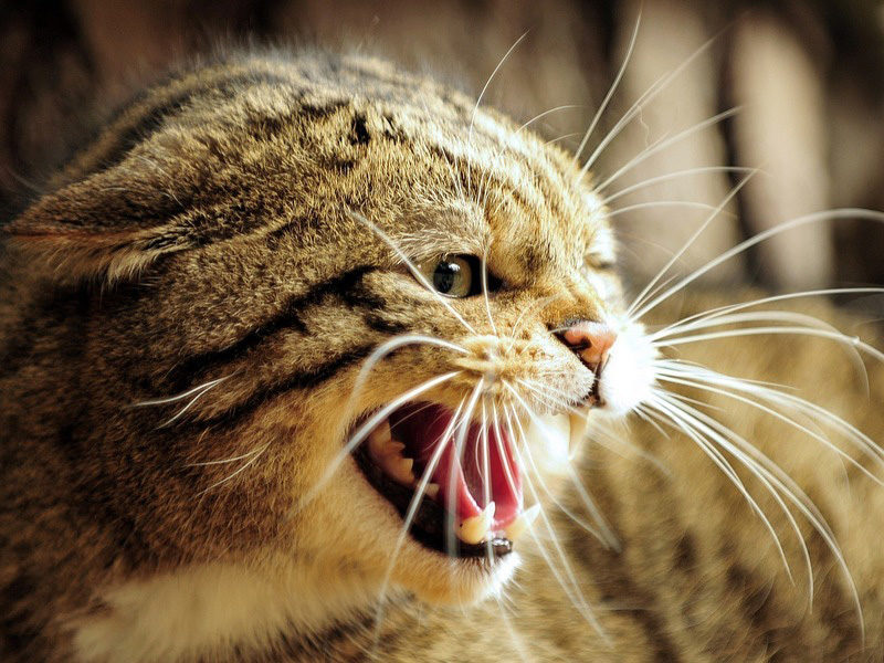 ¿Por qué mi gato muerde?