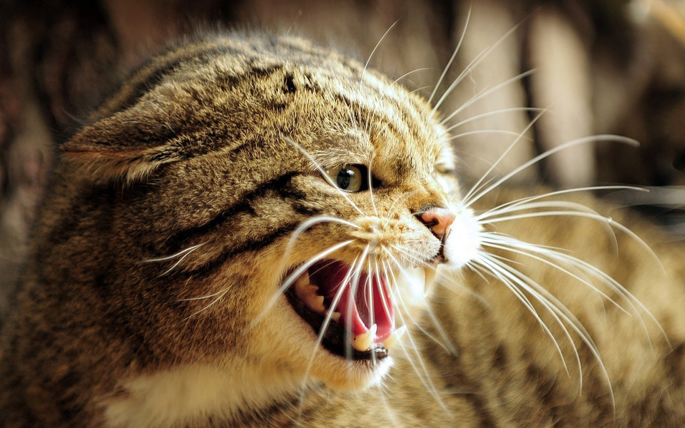 porque mi gato muerde