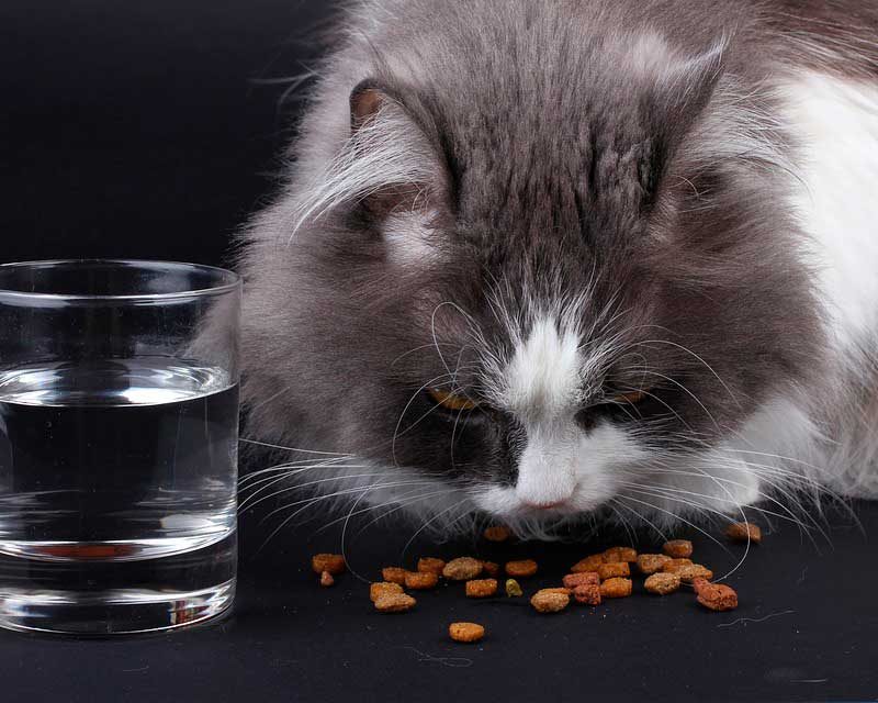¿Por qué les cambié la comida a mis gatos? 4 Tipos de alimentos que podemos brindar a nuestro gato