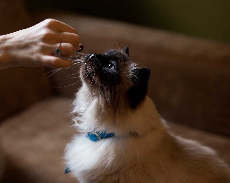 CUIDADO FELINO- 10 TIPS PARA MEJORAR LA CALIDAD DE VIDA DE TU GATO