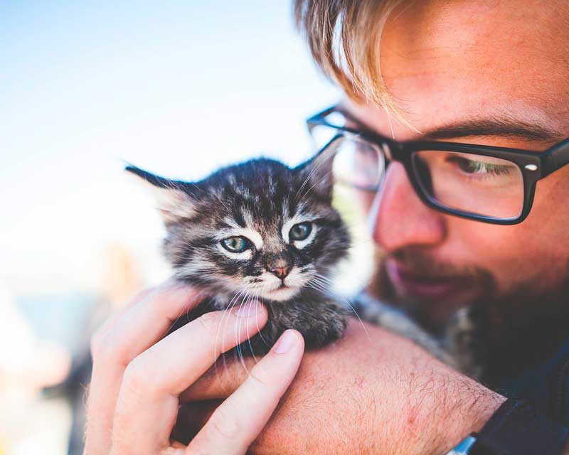 ¿PENSANDO EN TENER UN GATO EN CASA?