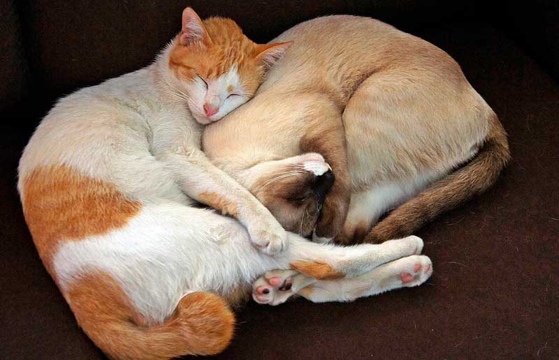 Los 5 Pasos para socializar dos gatos