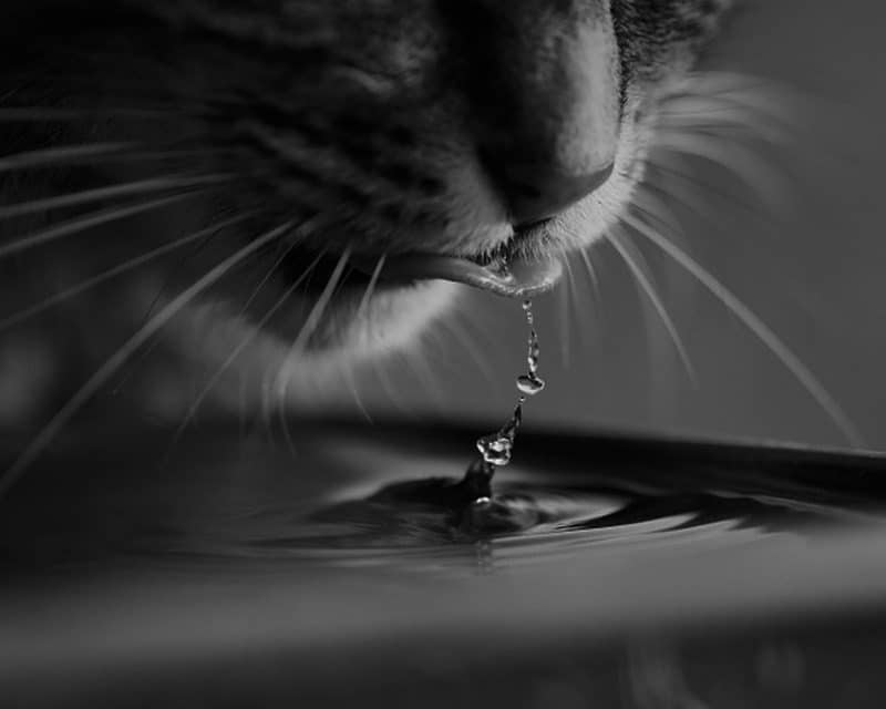 LA IMPORTANCIA, RIESGOS Y SUGERENCIAS SOBRE EL CONSUMO DE AGUA EN LOS GATOS