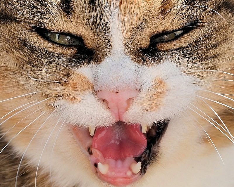 8 RAZONES POR LA QUE UN GATO ES AGRESIVO
