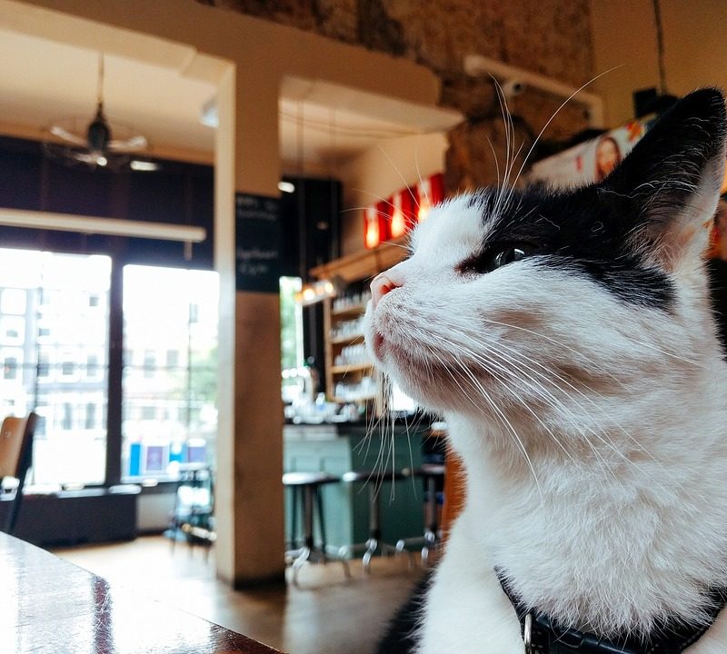 EL ENRIQUECIMIENTO AMBIENTAL PARA LOS GATOS