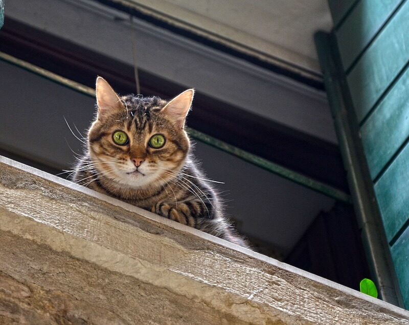 El ABC sobre el Síndrome del Gato Paracaidista
