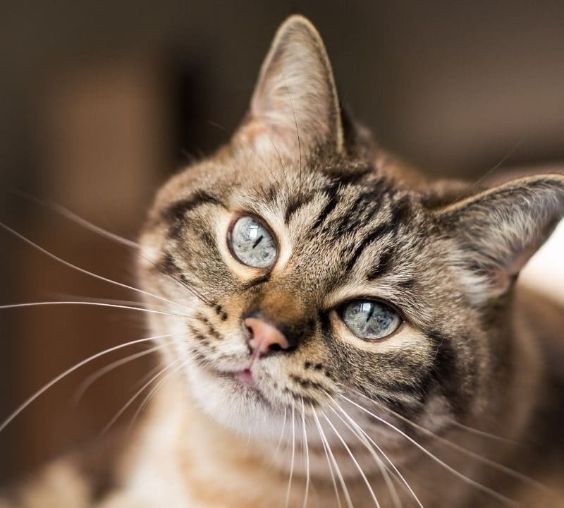 ¿Cuándo entran en celo los gatos?