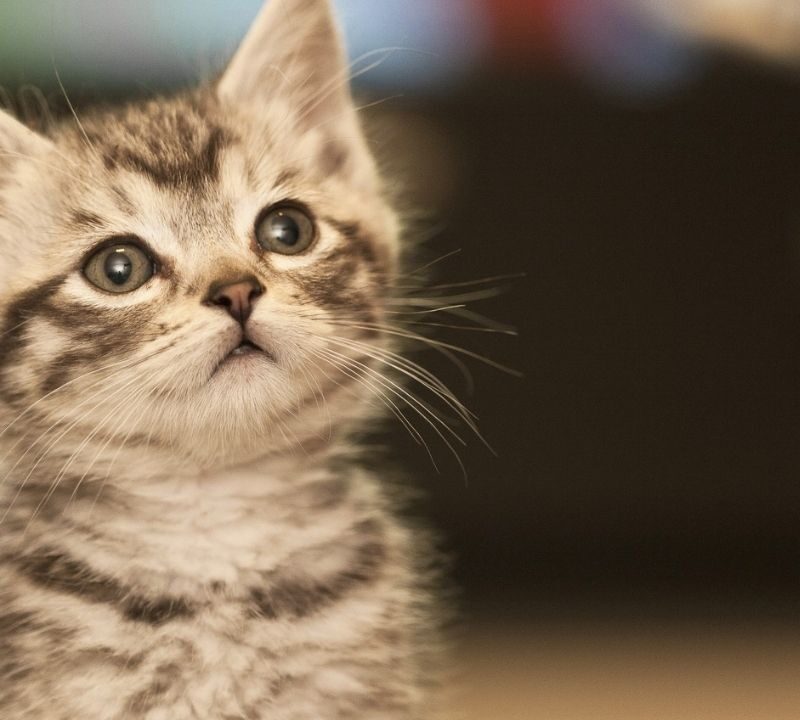¿Por qué los gatos maúllan para comunicarse con los humanos?