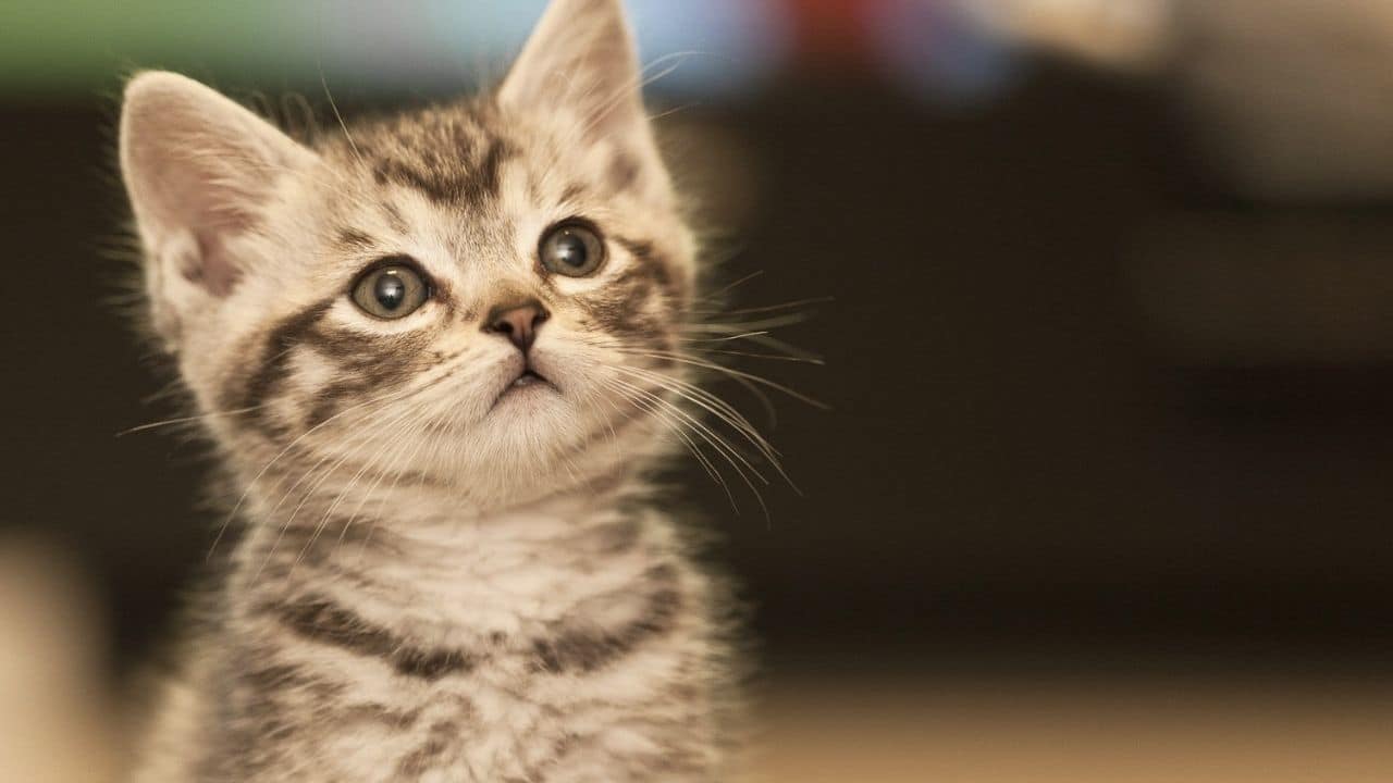 ¿Por qué los gatos maúllan para comunicarse con los humanos?