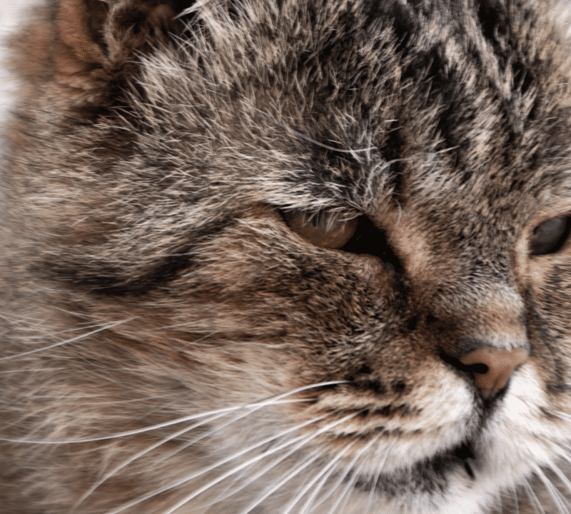 Soñar con gatos agresivos: ¿Cuál es su significado?