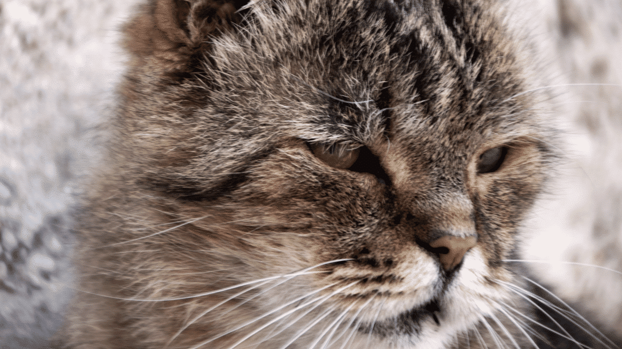 que significa soñar con gatos agresivos