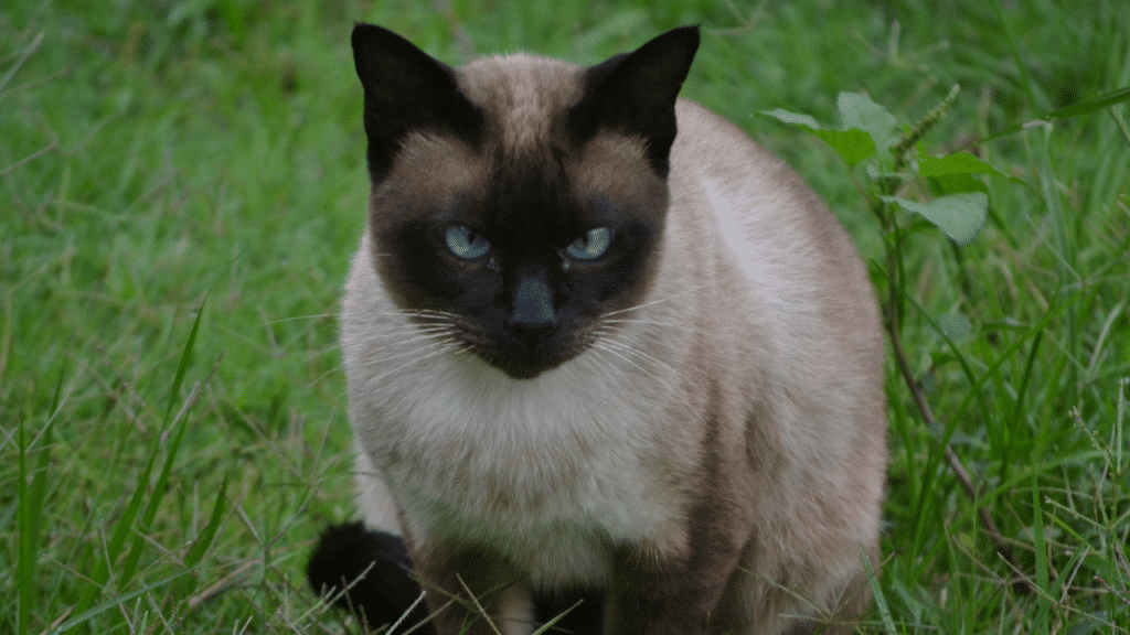 Soñé con gatos agresivos