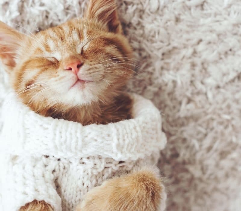 ¿Para qué sirven los bigotes de los gatos?