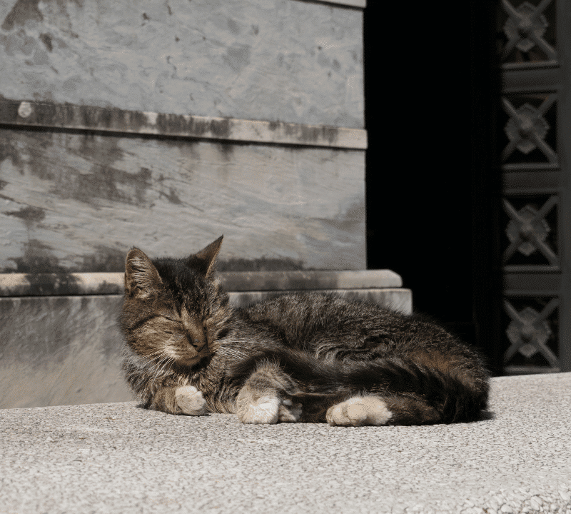¿A los cuántos días los gatos abren los ojos?