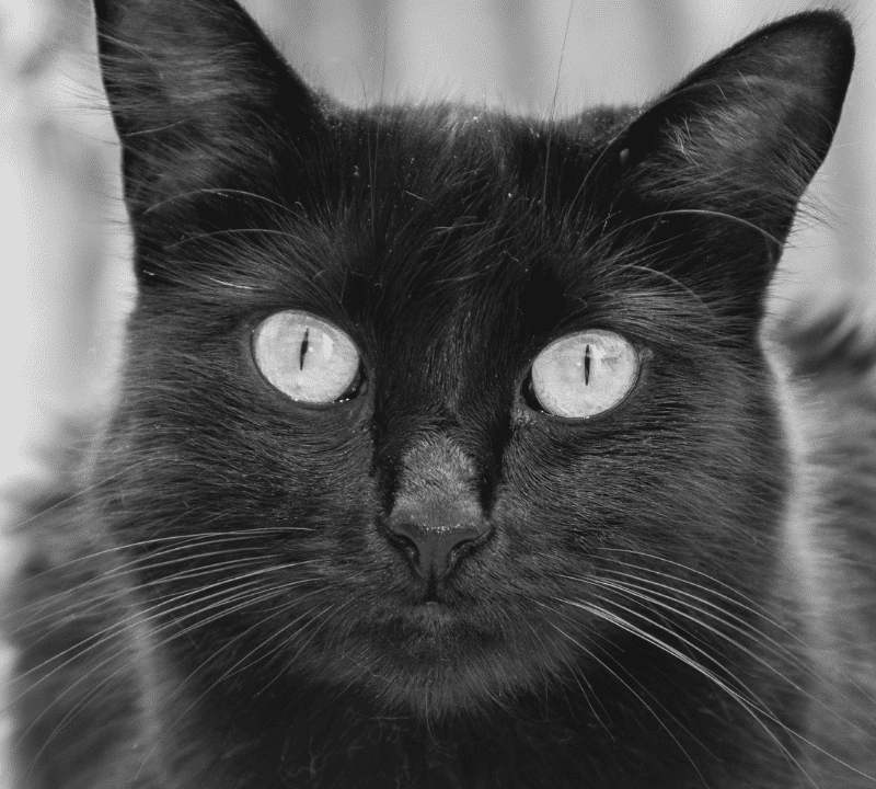 ¿Cómo puedo saber el sexo de un gato?